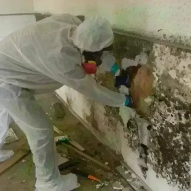 Mold Remediation and Removal in Teaneck, NJ